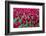 Tulips at KeUKenhof Gardens, Duin- En Bollenstreek, the Netherlands-Nadia Isakova-Framed Photographic Print