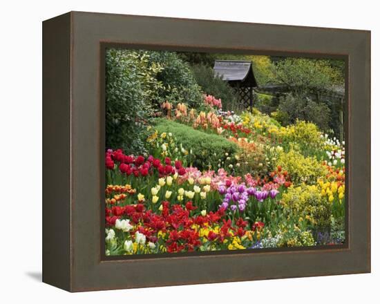 Tulips at Little Larford-Clive Nichols-Framed Premier Image Canvas