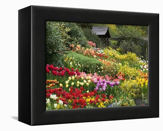 Tulips at Little Larford-Clive Nichols-Framed Premier Image Canvas