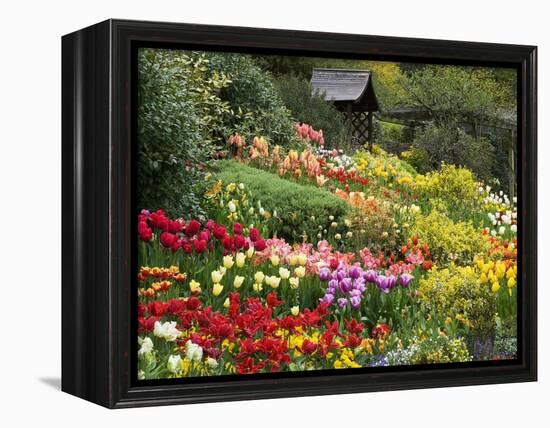 Tulips at Little Larford-Clive Nichols-Framed Premier Image Canvas