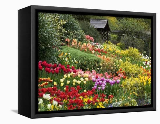 Tulips at Little Larford-Clive Nichols-Framed Premier Image Canvas