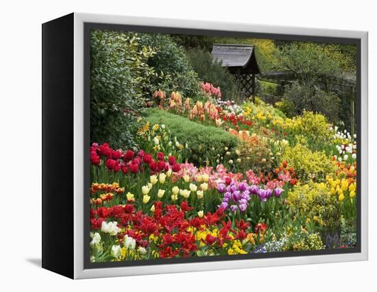 Tulips at Little Larford-Clive Nichols-Framed Premier Image Canvas