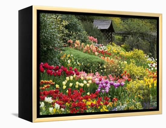 Tulips at Little Larford-Clive Nichols-Framed Premier Image Canvas