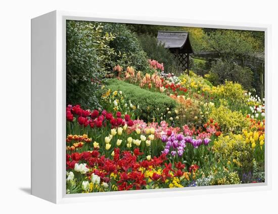 Tulips at Little Larford-Clive Nichols-Framed Premier Image Canvas