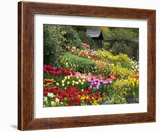 Tulips at Little Larford-Clive Nichols-Framed Premium Photographic Print