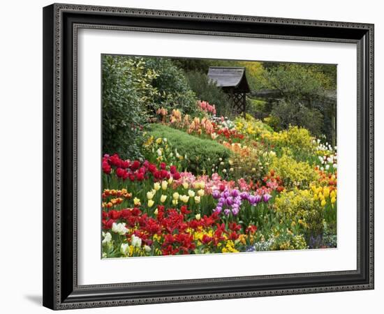 Tulips at Little Larford-Clive Nichols-Framed Premium Photographic Print