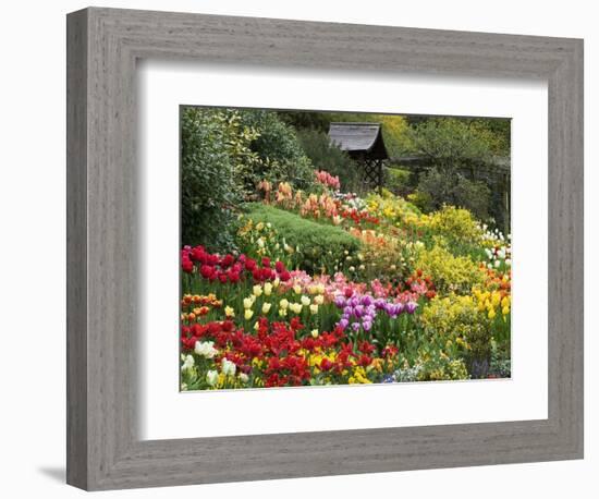 Tulips at Little Larford-Clive Nichols-Framed Photographic Print