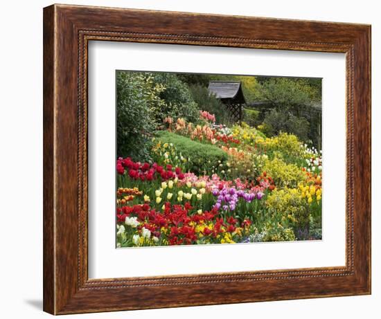 Tulips at Little Larford-Clive Nichols-Framed Photographic Print