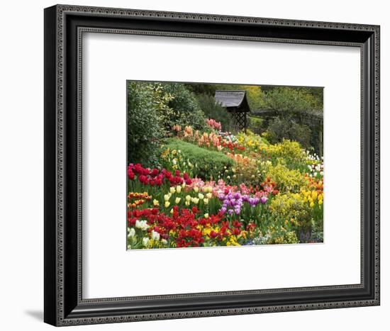 Tulips at Little Larford-Clive Nichols-Framed Photographic Print