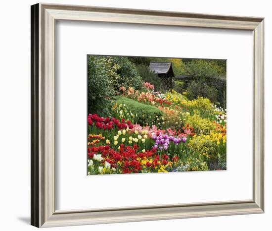 Tulips at Little Larford-Clive Nichols-Framed Photographic Print