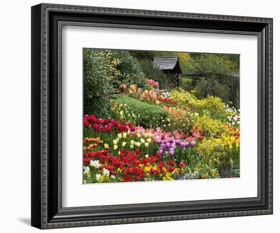 Tulips at Little Larford-Clive Nichols-Framed Photographic Print