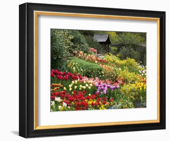 Tulips at Little Larford-Clive Nichols-Framed Photographic Print