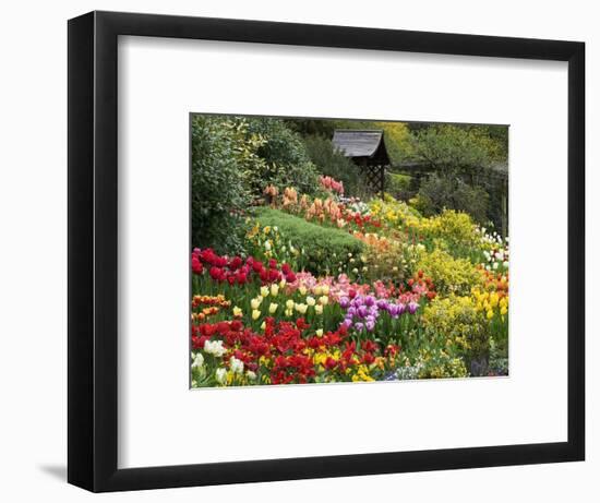 Tulips at Little Larford-Clive Nichols-Framed Photographic Print