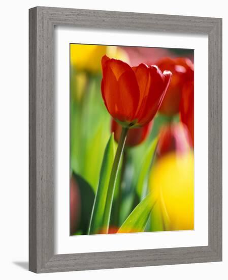 Tulips at Roozengaarde Display Garden, Mount Vernon, Skagit Valley, Washington, USA-William Sutton-Framed Photographic Print