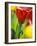 Tulips at Roozengaarde Display Garden, Mount Vernon, Skagit Valley, Washington, USA-William Sutton-Framed Photographic Print