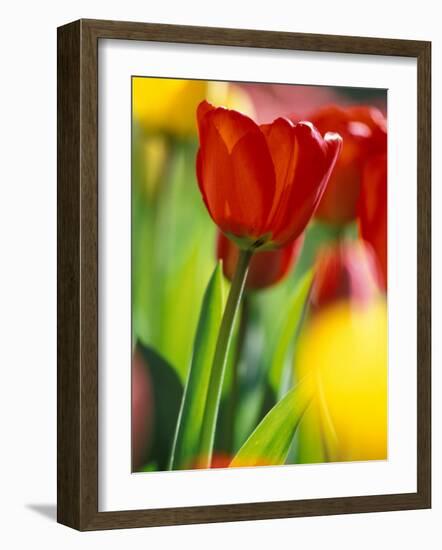 Tulips at Roozengaarde Display Garden, Mount Vernon, Skagit Valley, Washington, USA-William Sutton-Framed Photographic Print