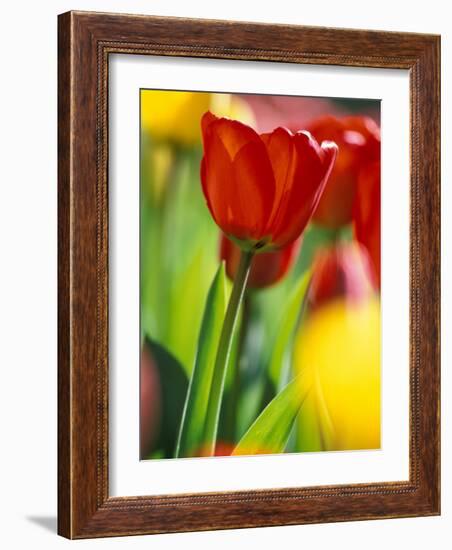 Tulips at Roozengaarde Display Garden, Mount Vernon, Skagit Valley, Washington, USA-William Sutton-Framed Photographic Print