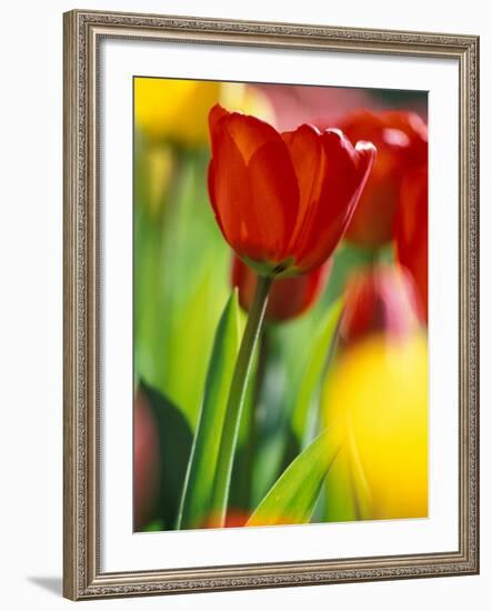 Tulips at Roozengaarde Display Garden, Mount Vernon, Skagit Valley, Washington, USA-William Sutton-Framed Photographic Print