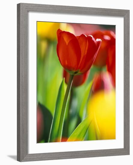 Tulips at Roozengaarde Display Garden, Mount Vernon, Skagit Valley, Washington, USA-William Sutton-Framed Photographic Print