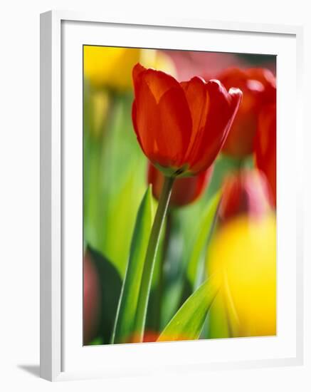 Tulips at Roozengaarde Display Garden, Mount Vernon, Skagit Valley, Washington, USA-William Sutton-Framed Photographic Print