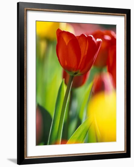 Tulips at Roozengaarde Display Garden, Mount Vernon, Skagit Valley, Washington, USA-William Sutton-Framed Photographic Print