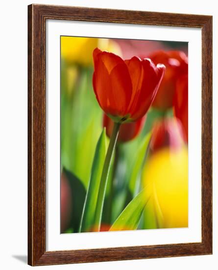 Tulips at Roozengaarde Display Garden, Mount Vernon, Skagit Valley, Washington, USA-William Sutton-Framed Photographic Print