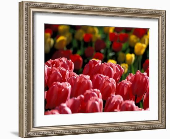 Tulips at Roozengaarde Display Garden, Mount Vernon, Skagit Valley, Washington, USA-William Sutton-Framed Photographic Print