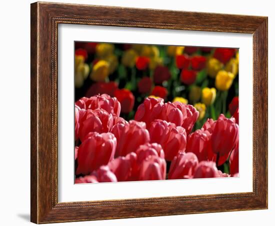 Tulips at Roozengaarde Display Garden, Mount Vernon, Skagit Valley, Washington, USA-William Sutton-Framed Photographic Print