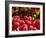 Tulips at Roozengaarde Display Garden, Mount Vernon, Skagit Valley, Washington, USA-William Sutton-Framed Photographic Print