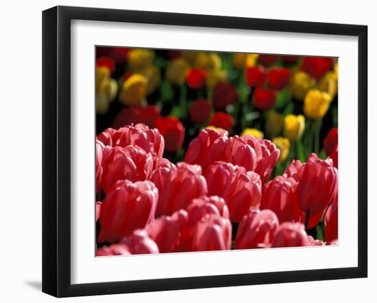 Tulips at Roozengaarde Display Garden, Mount Vernon, Skagit Valley, Washington, USA-William Sutton-Framed Photographic Print