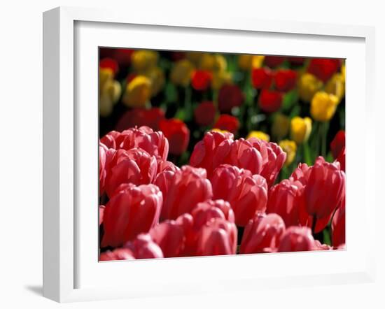 Tulips at Roozengaarde Display Garden, Mount Vernon, Skagit Valley, Washington, USA-William Sutton-Framed Photographic Print