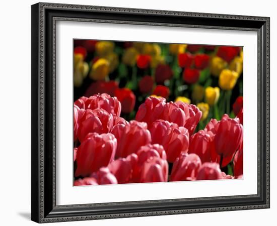 Tulips at Roozengaarde Display Garden, Mount Vernon, Skagit Valley, Washington, USA-William Sutton-Framed Photographic Print