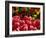 Tulips at Roozengaarde Display Garden, Mount Vernon, Skagit Valley, Washington, USA-William Sutton-Framed Photographic Print