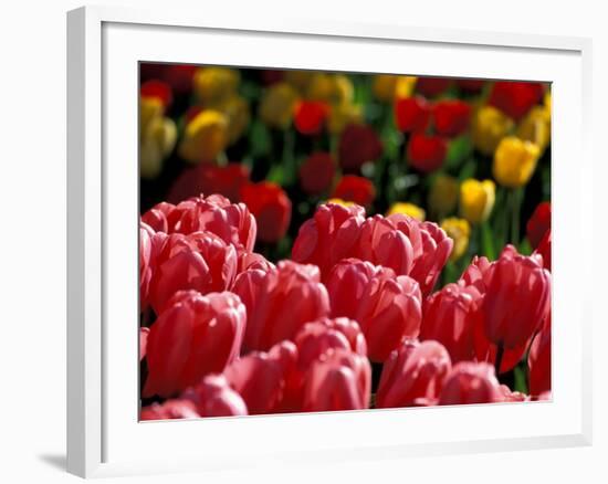 Tulips at Roozengaarde Display Garden, Mount Vernon, Skagit Valley, Washington, USA-William Sutton-Framed Photographic Print