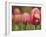 Tulips at Sarah P. Duke Gardens in Durham, North Carolina-Melissa Southern-Framed Photographic Print