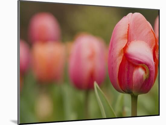 Tulips at Sarah P. Duke Gardens in Durham, North Carolina-Melissa Southern-Mounted Photographic Print