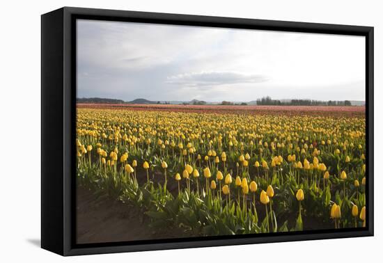 Tulips at Sunset I-Dana Styber-Framed Premier Image Canvas