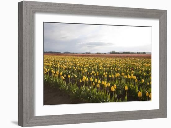 Tulips at Sunset I-Dana Styber-Framed Photographic Print