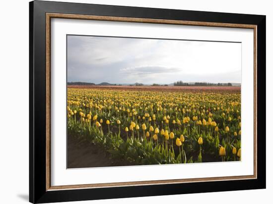 Tulips at Sunset I-Dana Styber-Framed Photographic Print