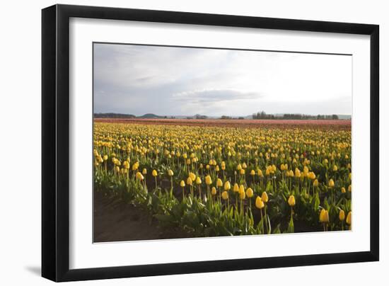 Tulips at Sunset I-Dana Styber-Framed Photographic Print