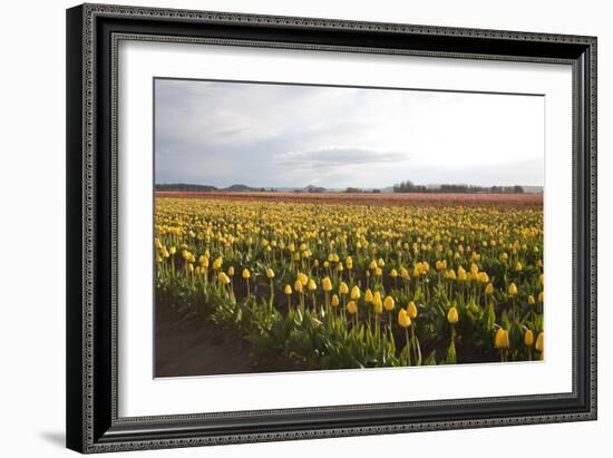 Tulips at Sunset I-Dana Styber-Framed Photographic Print