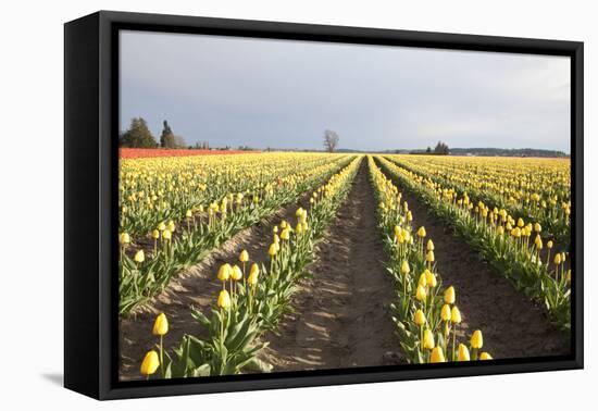 Tulips at Sunset II-Dana Styber-Framed Premier Image Canvas