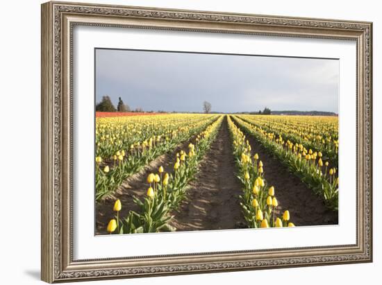 Tulips at Sunset II-Dana Styber-Framed Photographic Print