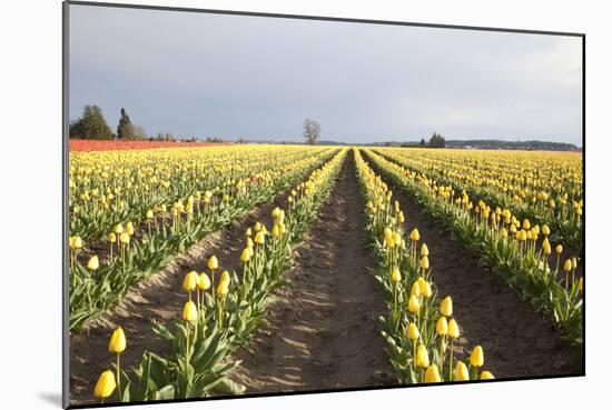 Tulips at Sunset II-Dana Styber-Mounted Photographic Print