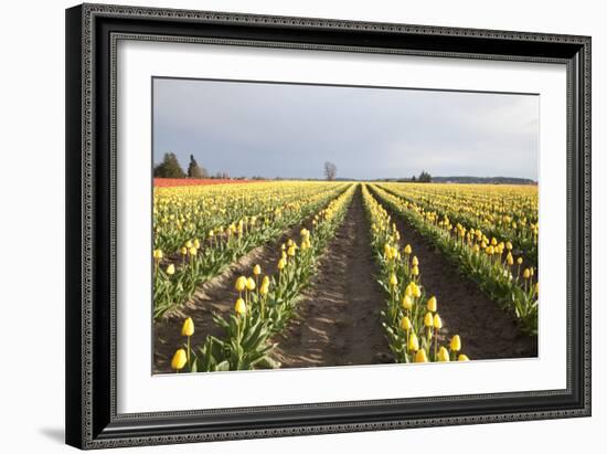 Tulips at Sunset II-Dana Styber-Framed Photographic Print