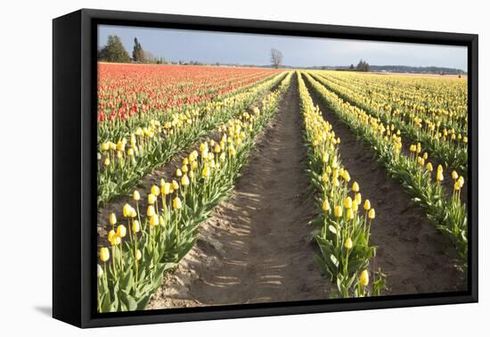 Tulips at Sunset III-Dana Styber-Framed Premier Image Canvas