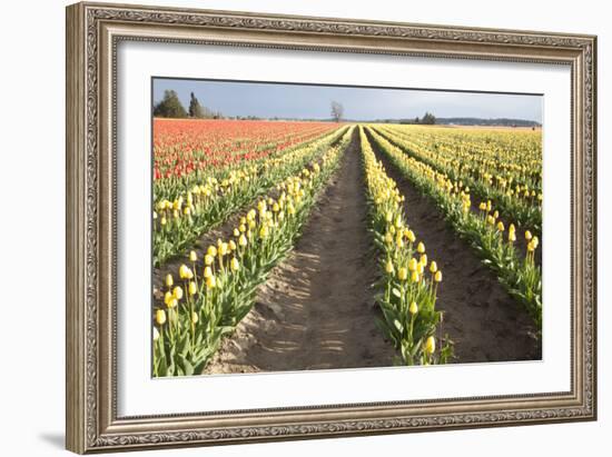 Tulips at Sunset III-Dana Styber-Framed Photographic Print