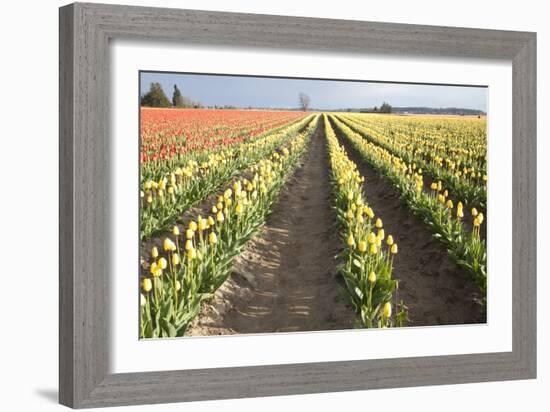 Tulips at Sunset III-Dana Styber-Framed Photographic Print