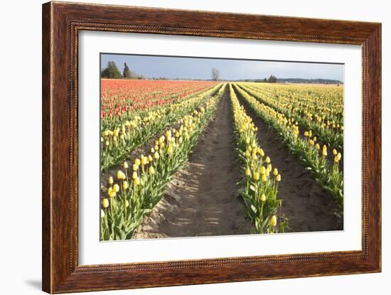 Tulips at Sunset III-Dana Styber-Framed Photographic Print