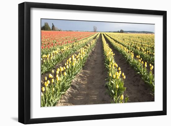 Tulips at Sunset III-Dana Styber-Framed Photographic Print